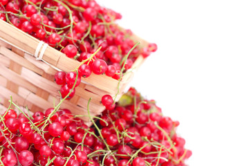 Harvested red currant