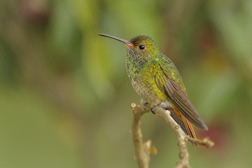 Fototapeta premium Perched Rufous-tailed Hummingbird