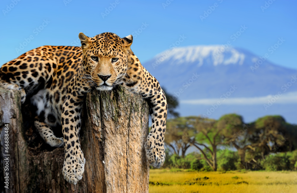 Wall mural leopard