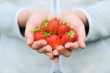 Hands holding fresh strawberries