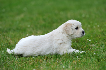 Portrait young dog in the meadow