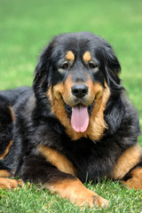 Portrait young dog  in the meadow