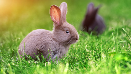 Rabbit in the grass