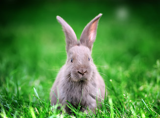 Rabbit in the grass