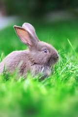 Rabbit in the grass