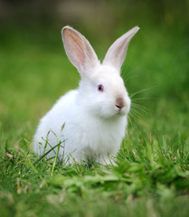 Rabbit in the grass