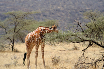 Giraffe