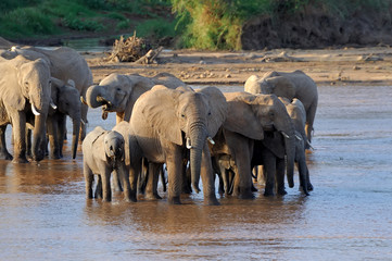 Obraz premium Elephant