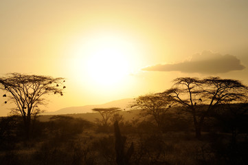 Sunset with African savanna trees