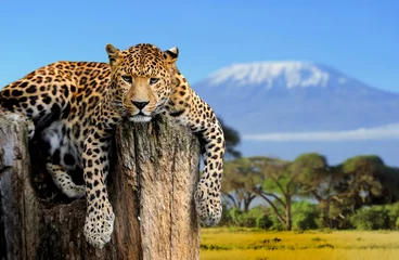 Fototapete Leopard Leopard