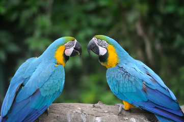 Parrot bird (Severe Macaw)