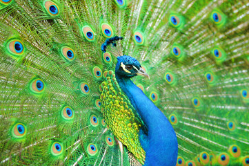 Fototapeta na wymiar Portrait of beautiful peacock
