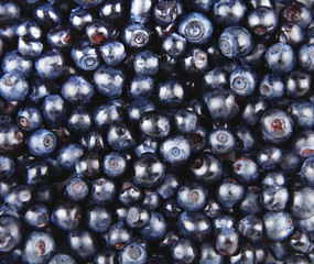 Blueberry background