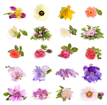 Collage of beautiful spring flowers , isolated on white