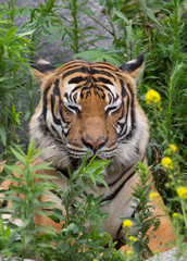 hinter Blumen liegender Tiger