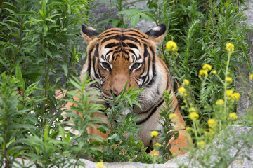 Fototapeta na wymiar hinter Büschen liegender Tiger
