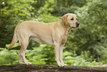 labrador in the forest