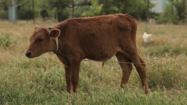 Brown cow grazing in the field