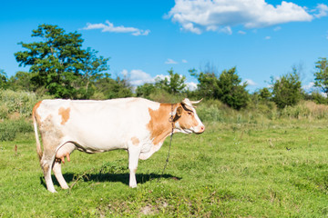 Fototapeta na wymiar cow grazing in a meadow