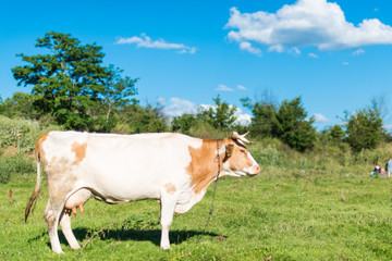 Fototapeta na wymiar cow grazing in a meadow