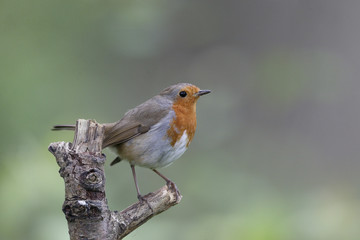 Fototapeta premium Robin, Erithacus rubecula