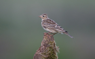 Skylark, Alauda arvensis