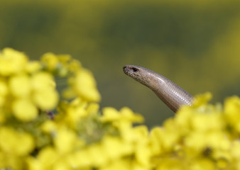 Slow worm, Anguis fragilis