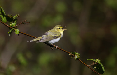 Wood warbler, Phylloscopus sibilatrix,