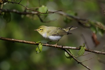 Wood warbler, Phylloscopus sibilatrix,
