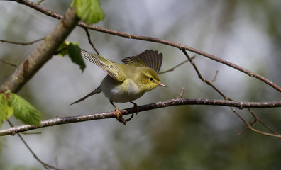 Wood warbler, Phylloscopus sibilatrix,