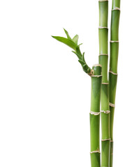 Fototapeta na wymiar Fresh bamboo isolated on white background