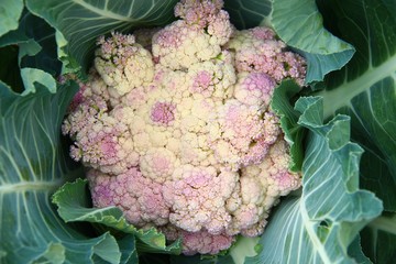 blumenkohl bluehend I