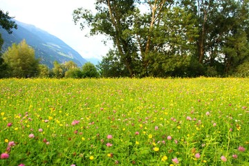 blumenwiese pink I © WoGi
