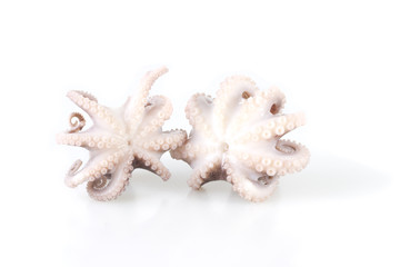 Little octopus isolated on white background