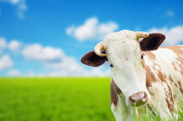 Fototapeta na wymiar Funny cow on a green summer meadow. Blurred background