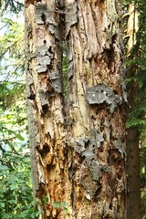 abgefressene baumrinde I
