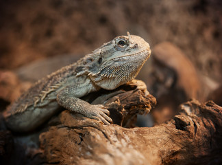 Bartagame