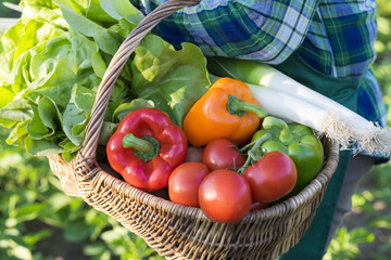 Un jardinier porte un panier de légumes