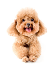 Red Toy Poodle puppy