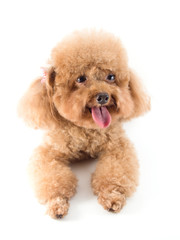 Red Toy Poodle puppy