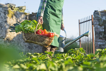 Un jardinier porte un panier de légumes dans son jardin