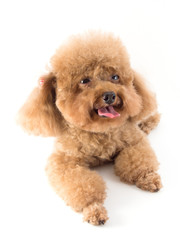 Red Toy Poodle puppy