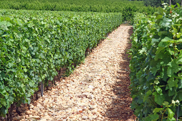 Fototapeta na wymiar Vigne des Côtes du Rhône