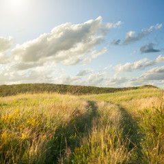 Field of gold wheat and blue sky