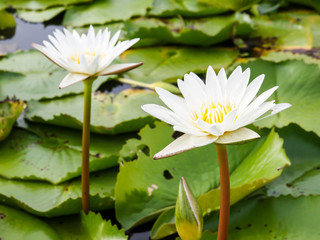 lotus flower in pond