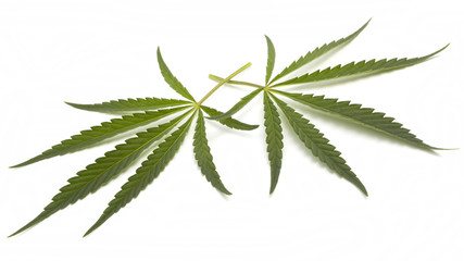 Cannabis leafs