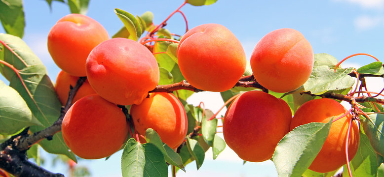 Les beaux abricots
