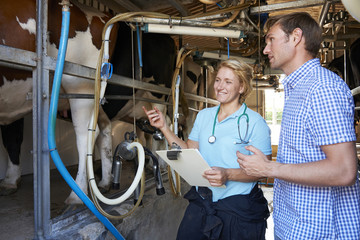Farmer And Vet Inspecting Dairy Cattle In Milking Parlour © highwaystarz