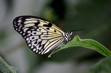 Fototapeta na wymiar Beautiful Malabar Tree Nymph butterfly resting on leaf