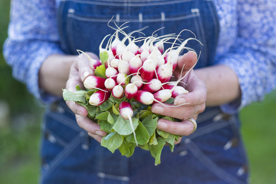 Une botte de radis dans les mains d'une femme